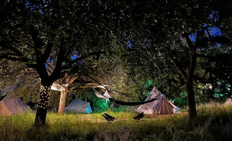 Bell tents under apple trees at dusk, with fairy lights wrapped around a trunk